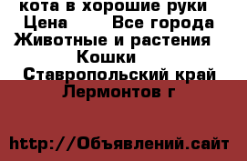 кота в хорошие руки › Цена ­ 0 - Все города Животные и растения » Кошки   . Ставропольский край,Лермонтов г.